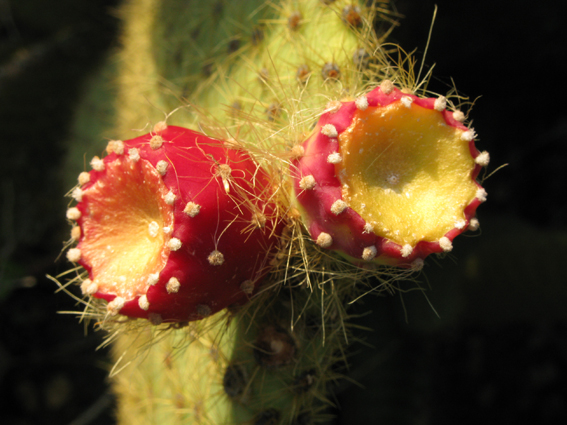 Couple cactus