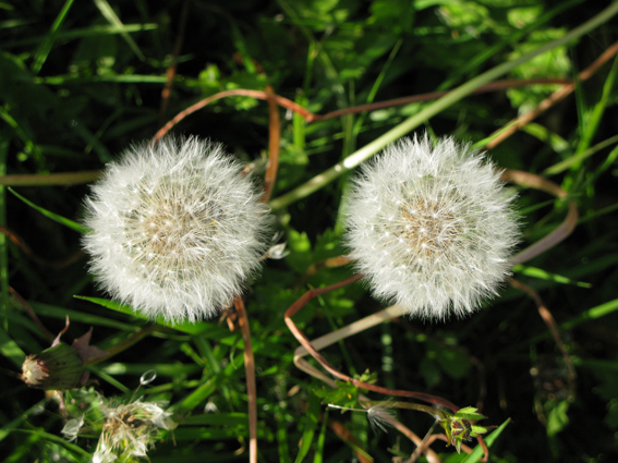 couple fleurs